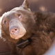 A view into one of the bear dens created by the California Department of Fish and Wildlife in the Los Padres National Forest. This younger bear wears her satellite collar so she can be monitored. Image: California Department of Fish and Wildlife